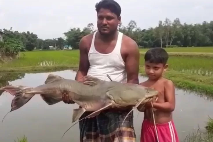 ২৮ কেজির বাগাড় দাম ২০ হাজার