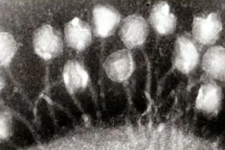 ১৫ হাজার বছর ধরে শীতনিদ্রায় ভাইরাস