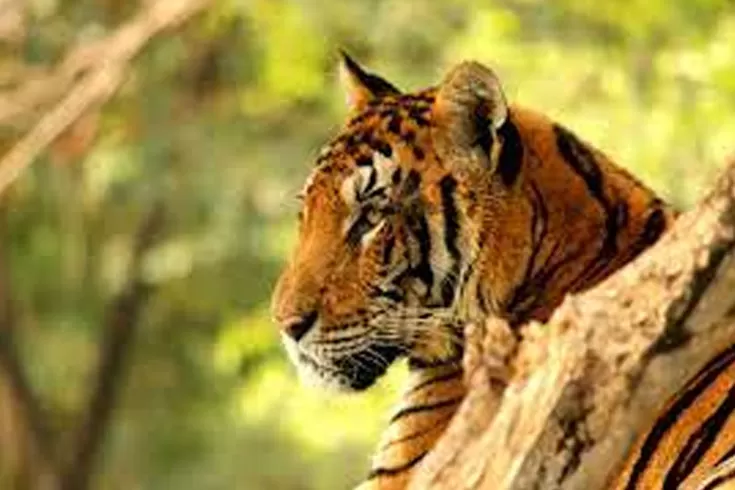 ১৯-বছরে-মারা-গেছে-৩৮টি-বাঘ