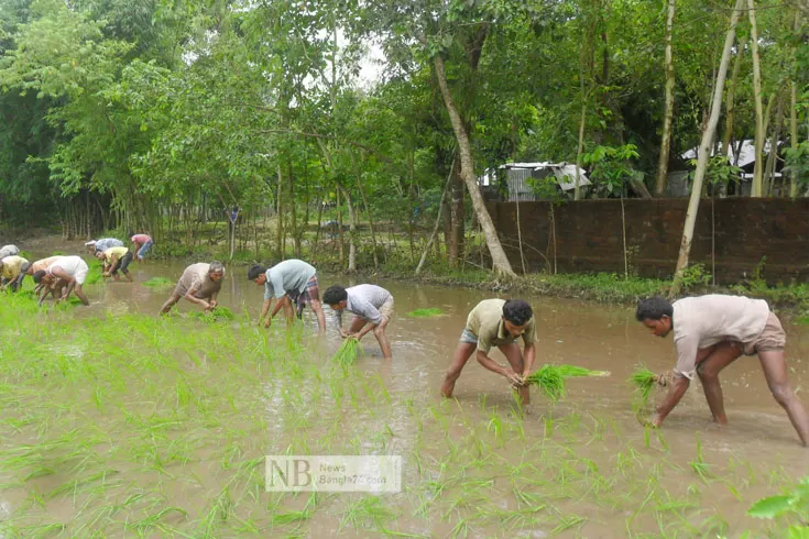 বৃষ্টির অভাবে বন্ধ আমনের চারা রোপণ