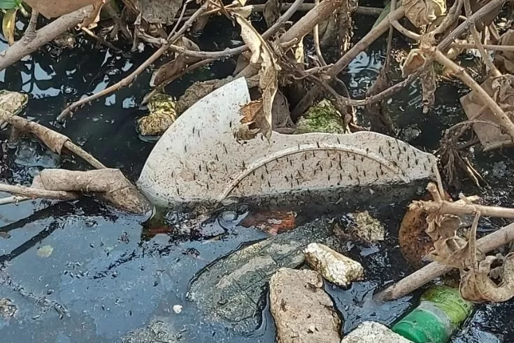 ফোন করলেই এডিস নিধনে আসবে ডিএসসিসি