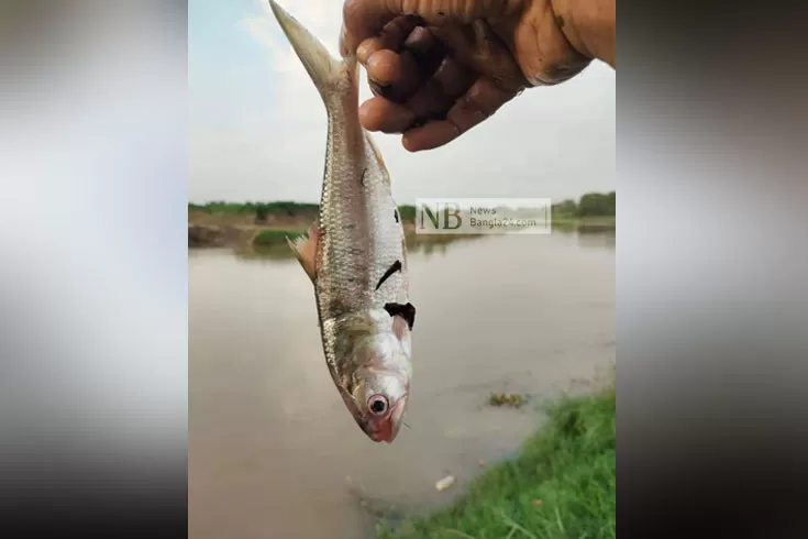 গোমতীতে ধরা পড়ছে ইলিশ 