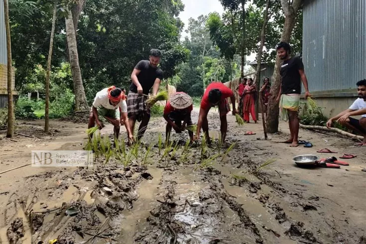 সড়ক সংস্কারের দাবি, ধান লাগিয়ে প্রতিবাদ