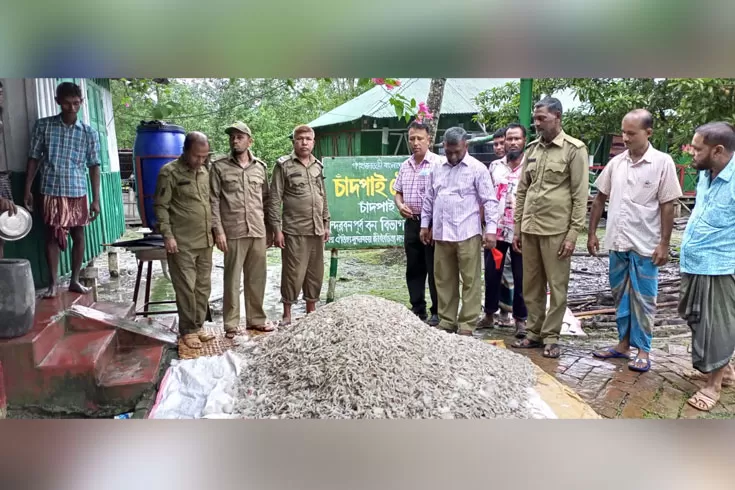 সুন্দরবনে-৮-মণ-চিংড়ি-জব্দ