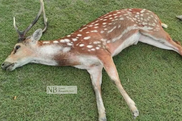 কুকুরের কামড়ে প্রাণ হারানো চিত্রা হরিণকে মাটিচাপা