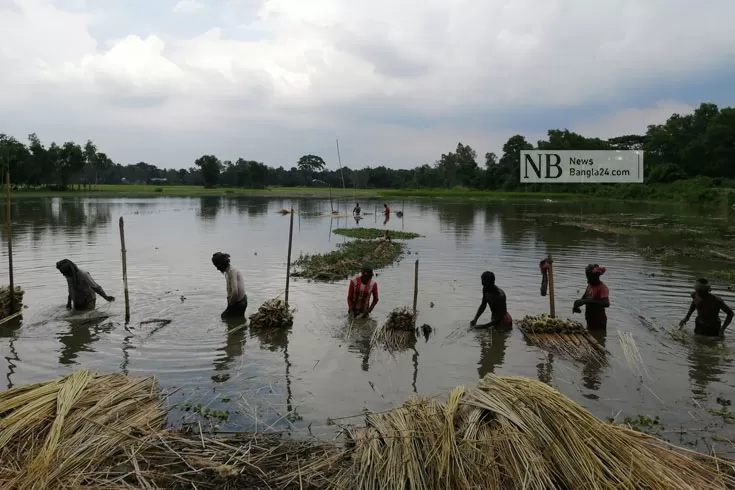 সোনালি-আঁশের-সুদিন-ঘুরে-দাঁড়িয়েছেন-কৃষক