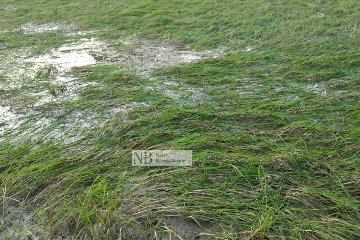 পানির নিচে বীজতলা, আমন আবাদে বিপর্যয়ের শঙ্কা