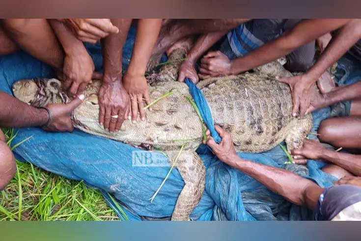 হাঁসের-লোভে-ধরা-পড়ল-সেই-কুমির