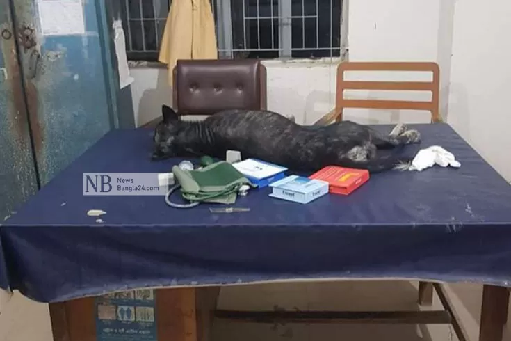 হাসপাতালে চিকিৎসকের টেবিলে কুকুরের ঘুম, ছবি ভাইরাল