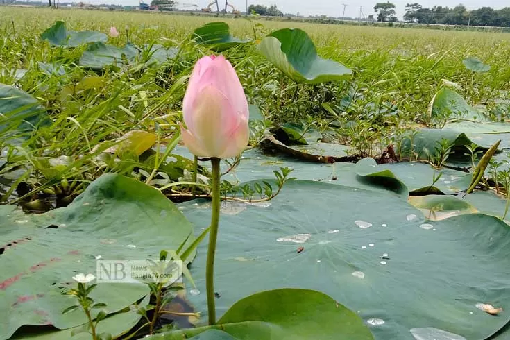বৃষ্টি নেই, ফোটেনি পদ্ম