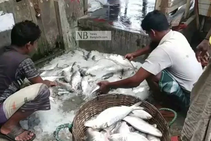 এক-ট্রলারে-অর্ধকোটি-টাকার-ইলিশ-বাকিরা-শূন্য