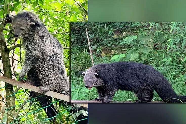 লাউয়াছড়ায় দুটি বাঁশ ভল্লুক অবমুক্ত