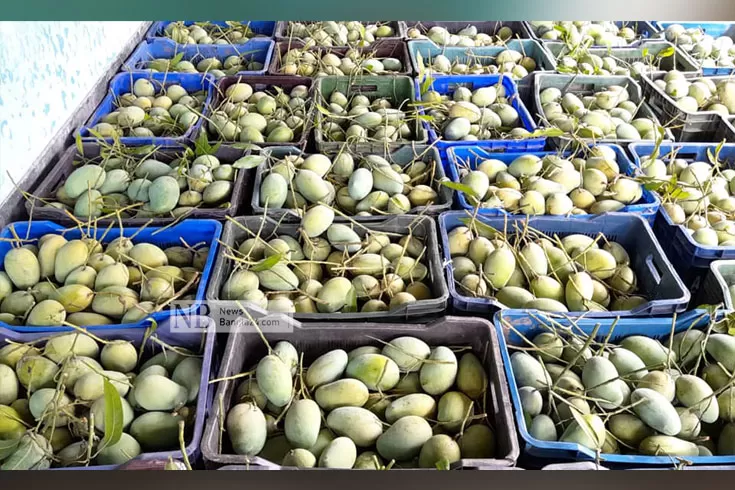 সার চায় বাংলাদেশ, আম চাইল রাশিয়া