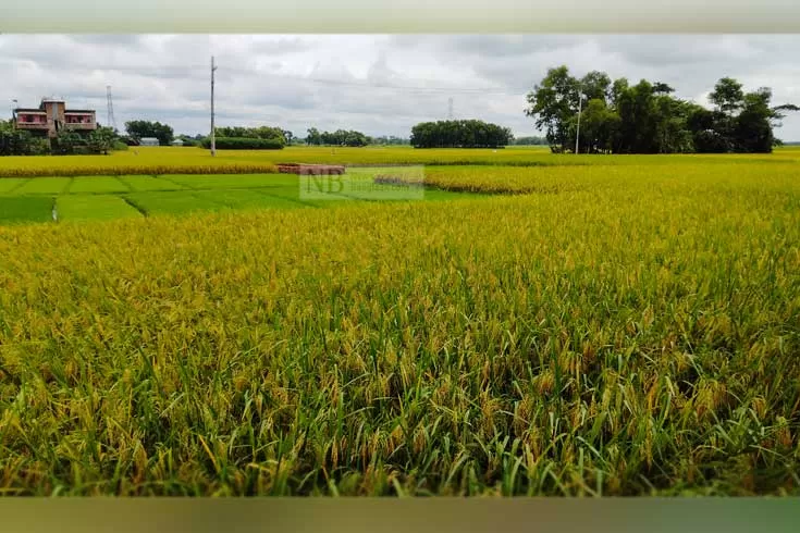 সোনালি আউশে ঝলমল পয়াতের জলা
