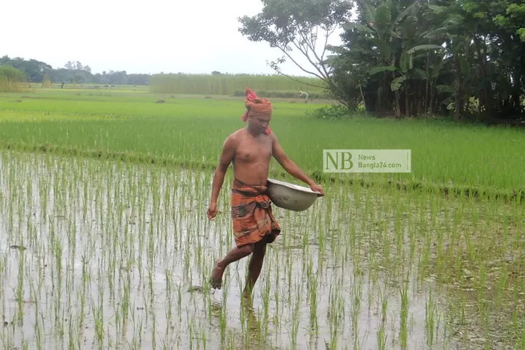 আমনের ভরা মৌসুমে সারসংকট