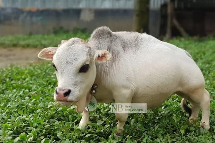 রানির-মৃত্যুর-খবর-নিশ্চিত-করল-মালিকপক্ষ