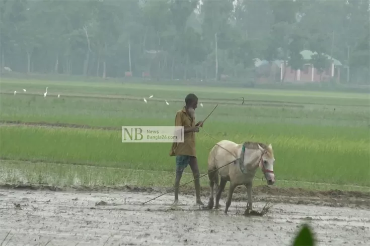 ঘোড়া-দিয়ে-হাল-চাষ