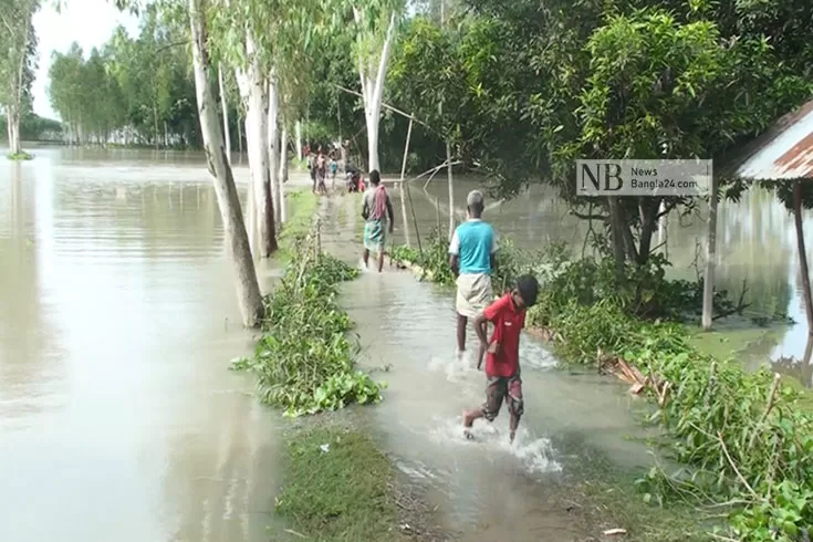 বাড়ছে যমুনার পানি, বিপাকে সিরাজগঞ্জের খামারিরা