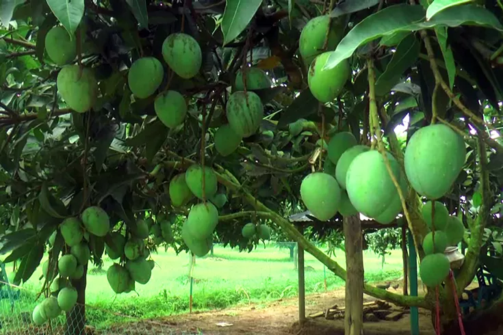 রপ্তানি দেড় হাজার টন, লক্ষ্য নির্ধারণ এক লাখ