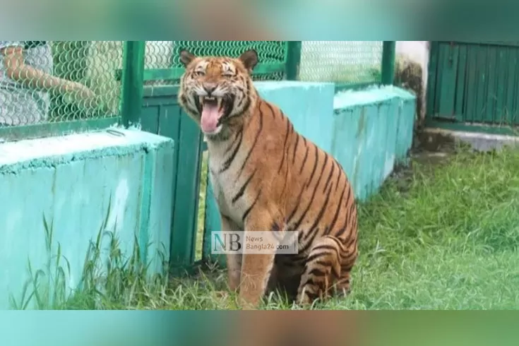প্রবীণতম-রয়্যাল-বেঙ্গলের-জন্মদিন-পালন