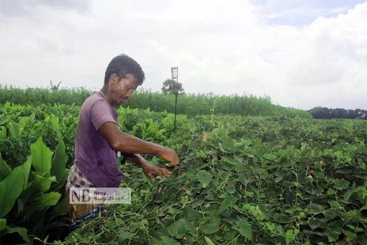 সেক্স ফেরোমন ফাঁদ ব্যবহারে কম খরচে সবজি চাষ