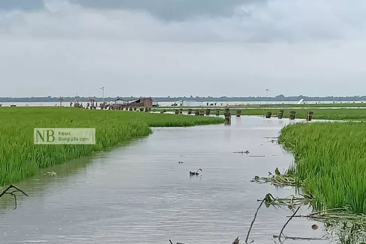 বিপৎসীমার-নিচে-পদ্মা-মহানন্দার-পানি-ভাঙনের-শঙ্কা