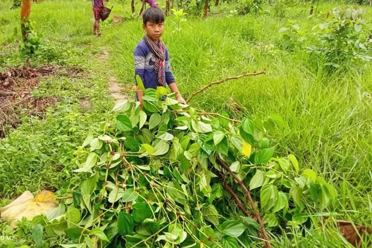 পুঞ্জির পানজুমের গাছ ‘কাটল’ কে