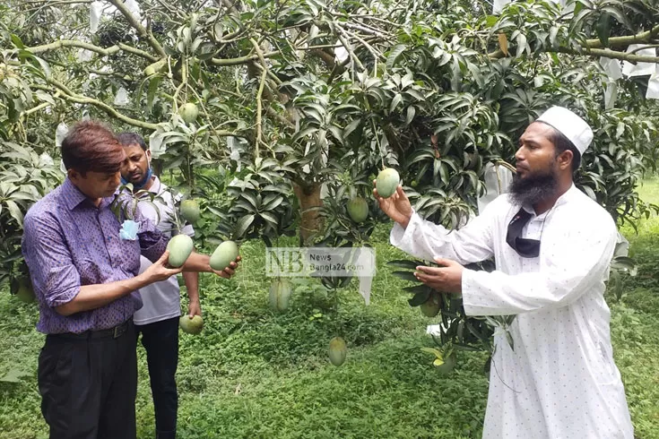গাছ পাকা আম মিলবে সেপ্টেম্বরেও