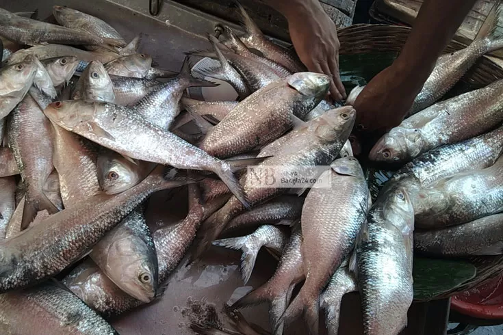 অবশেষে নদীতে বড় ইলিশ