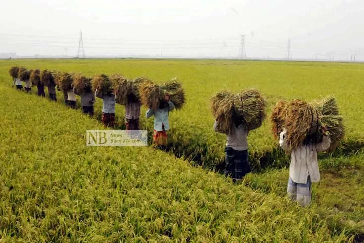 মহামারির ধাক্কা সামলে উঠছে বাংলাদেশ