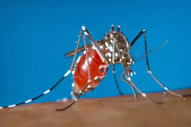 এবার ডেঙ্গুরও নতুন ধরন