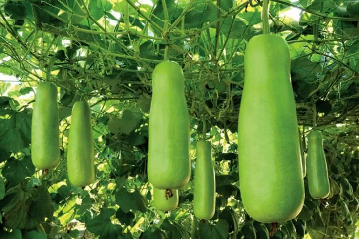 পানির-চাহিদা-পূরণে-যেসব-সবজি-খাবেন