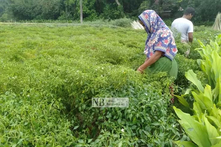 ‘মরিচের উৎপাদন বাড়ার জন্নি দাম কুমা গেছে’