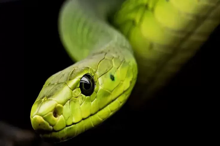 সাপের-বিষে-আছে-করোনার-ওষুধ