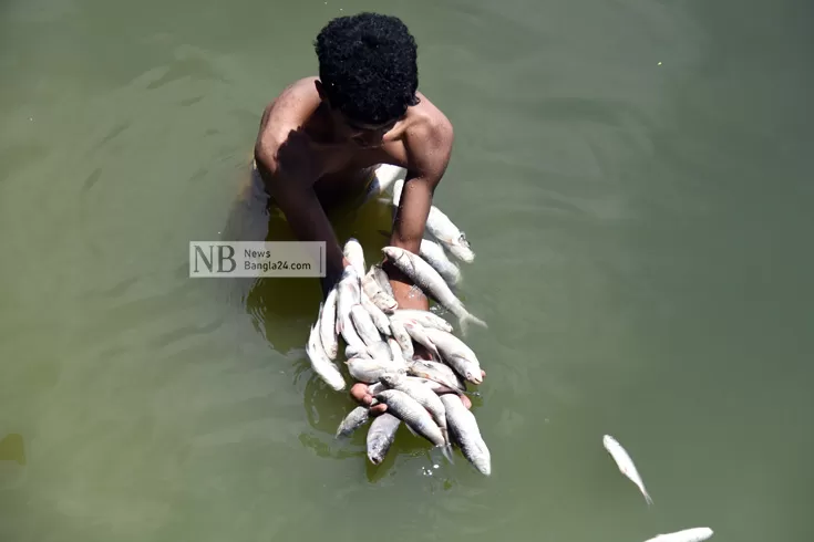 মৎস্য-সপ্তাহে-ছাড়া-মাছ-মারা-গেল-দু্ই-দিনেই