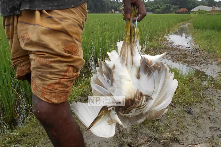 নীলফামারীতে অবাধে পাখি শিকার