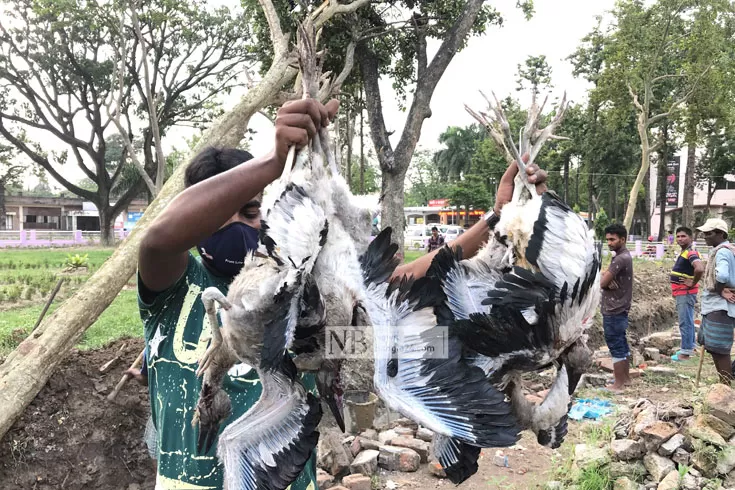 রাজশাহী মেডিক্যালে পাখির মৃত্যু: ৩ কোটি টাকার ক্ষতিপূরণ মামলা