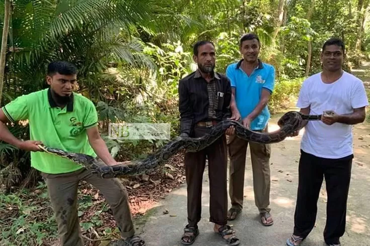 লাউয়াছড়ায় গেল ১২ ফুটের অজগর