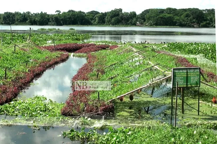 ভাসমান-ধাপের-মাচায়-ঝুলছে-তরমুজ
