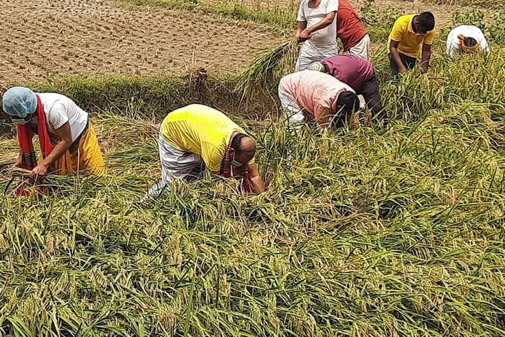 রংপুরে-ধান-সংগ্রহের-লক্ষ্য-পূরণ-হয়-না-কেন