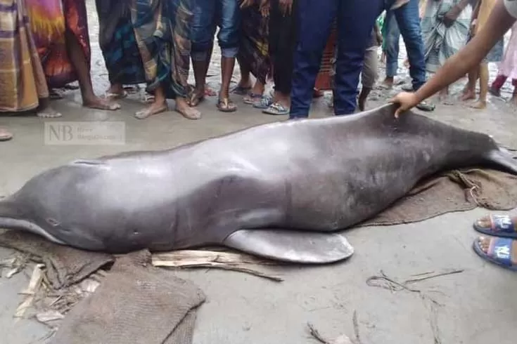 এবার-তিস্তার-তীরে-মৃত-ডলফিন