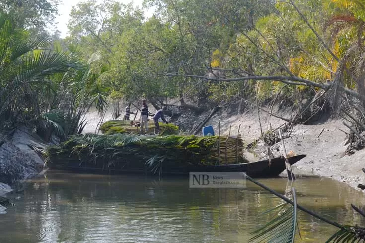 সুন্দরবনে-বিলীন-হতে-পারে-সুন্দরীগাছ-গবেষণা