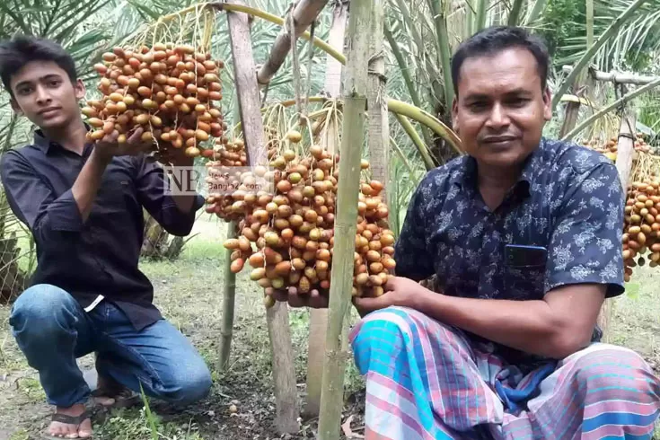 দেশি বাগানে সৌদির খেজুর