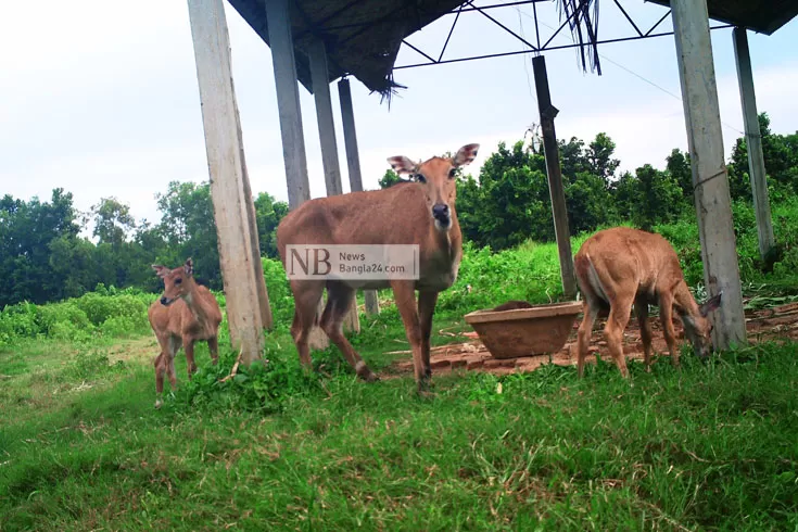 ৮০-বছর-পর-দেশে-ফিরছে-নীলগাই-দুই-শাবকের-জন্ম-