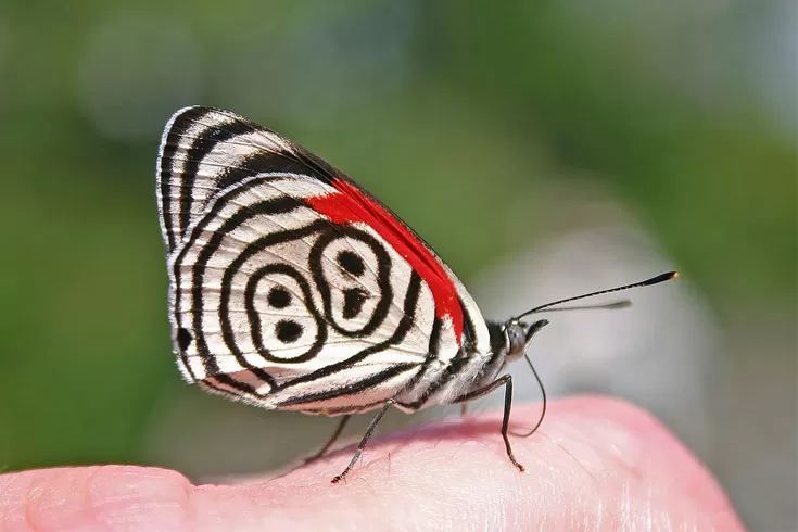 জার্সি-পরা-প্রজাপতি