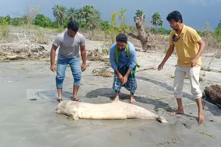 বছরের ব্যবধানে কুয়াকাটায় ৩ গুণ মৃত ডলফিন