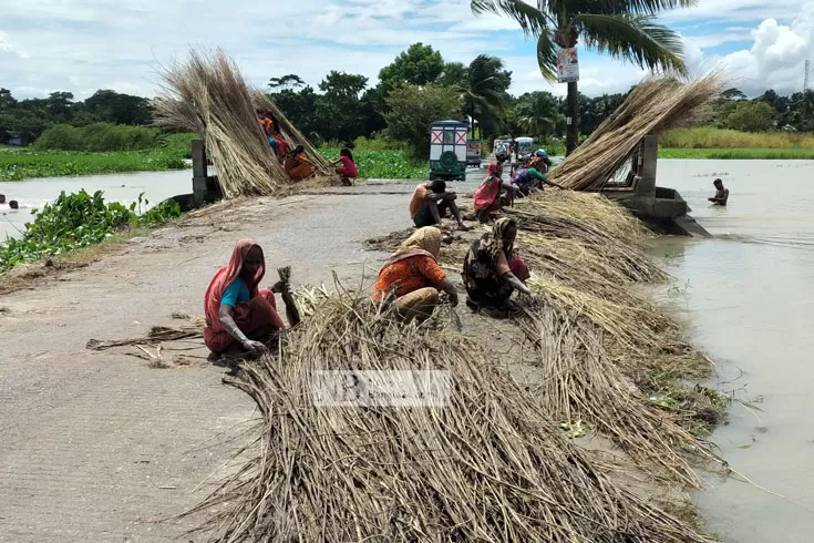 সুদিন ফিরেছে পাটচাষির