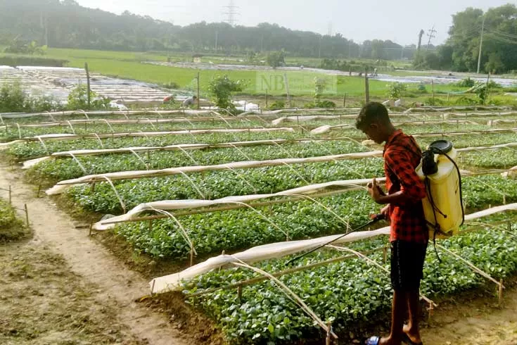 ৩ মাস সবজি চারা বেচে আয় ‘৩ লাখ’