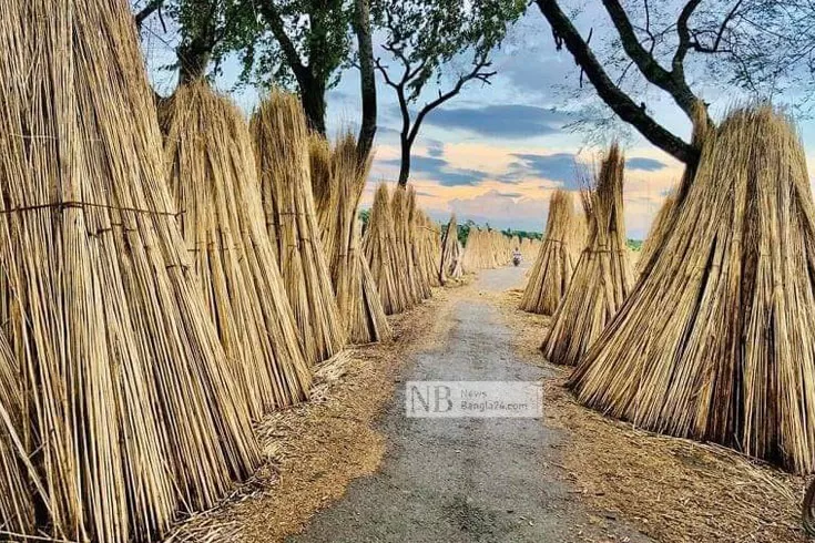 পাটকাঠিতে লাভবান কৃষক
