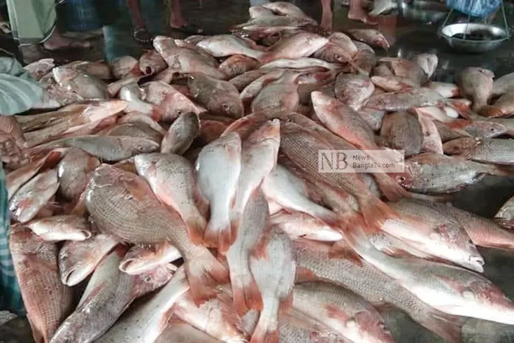 সেন্টমার্টিনে জালে লাল কোরালের ঝাঁক 
